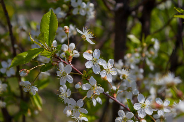 istock Blossoming of the cherry-tree. 1132260231