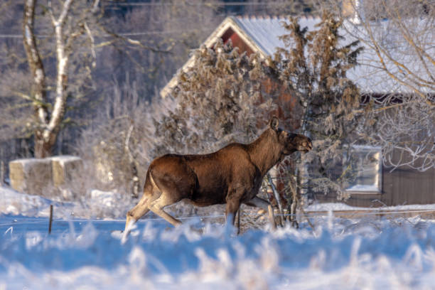 istock Female moose crossing the backyard in winter sunlight 1132260479