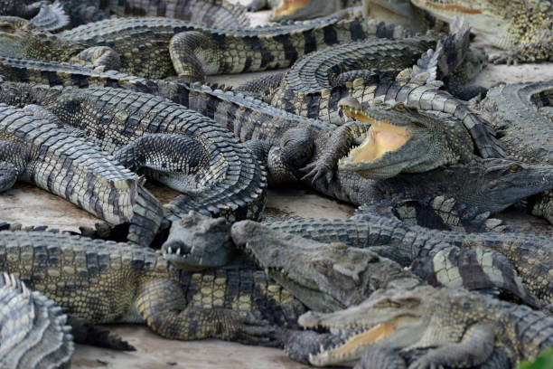 istock CAMBODIA SIEM REAP CROCODILE FARM 1132260638