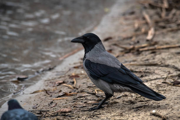 istock Grey crow on river coast winter nature 1132260716