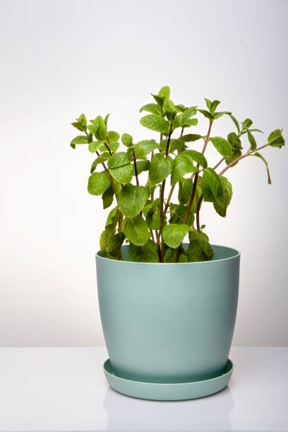 Natural green mint grass in a blue pot. Minimalism. Office decor, a good card for advertising.
