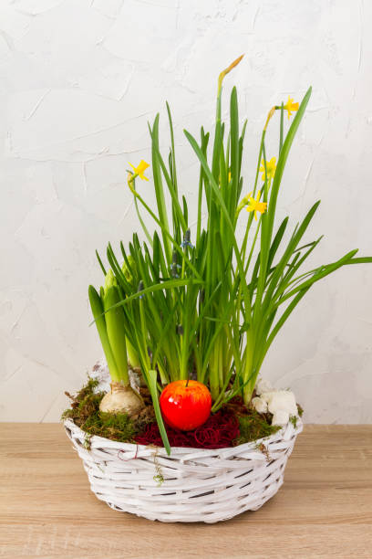 mola, flores de easter em uma cesta branca. narcisus, jacintos. fundo branco. - hyacinth flower vase daffodil - fotografias e filmes do acervo