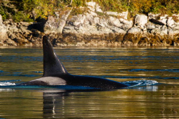 istock A Young Male Orca in Golden Sunlight 1132262341