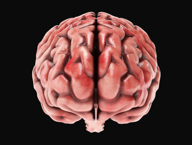 인간의 두뇌-스톡 이미지 - parietal lobe 뉴스 사진 이미지