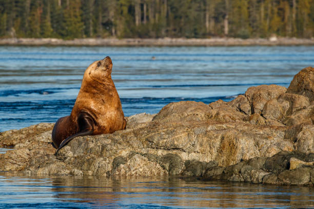 istock A Stellar Sea Lion Basks in the Morning Sun 1132263521