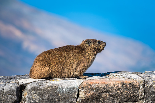Rock Hyrax or Procavia capensis at Table Mountain National Park, South Africa.