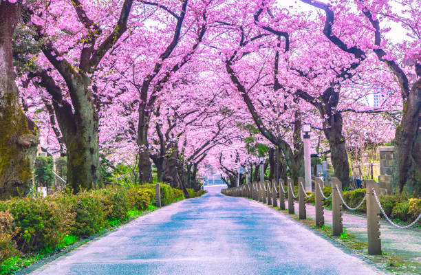 istock Walking path under the beautiful sakura tree or cherry tree tunnel in Tokyo, Japan 1132264277