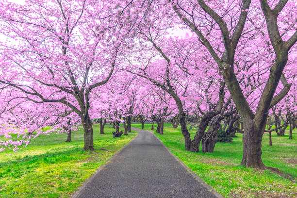 東京の美しい桜の木や桜のトンネルの下の歩道 - flower landscaped tree deciduous tree ストックフォトと画像