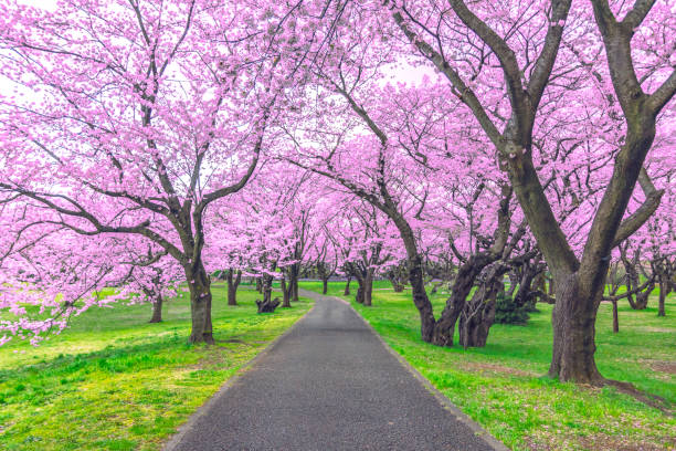 일본 도쿄의 아름 다운 사쿠라 나무 또는 벚꽃 터널 아래 걷는 길 - scenics pedestrian walkway footpath bench 뉴스 사진 이미지