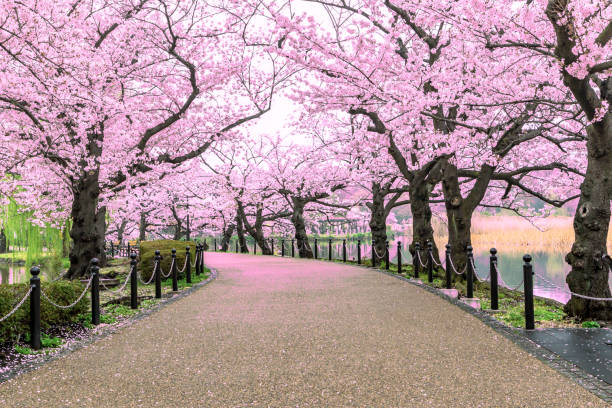 Walking path under the beautiful sakura tree or cherry tree tunnel in Tokyo, Japan stock photo