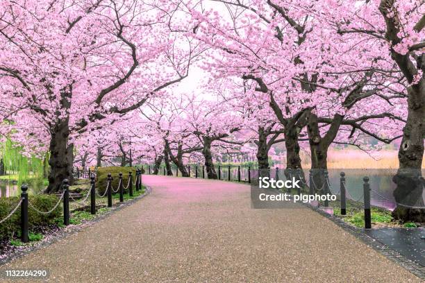 Walking Path Under The Beautiful Sakura Tree Or Cherry Tree Tunnel In Tokyo Japan Stock Photo - Download Image Now