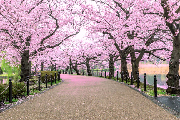 walking path under the beautiful sakura tree or cherry tree tunnel in tokyo, japan - scenics pedestrian walkway footpath bench imagens e fotografias de stock