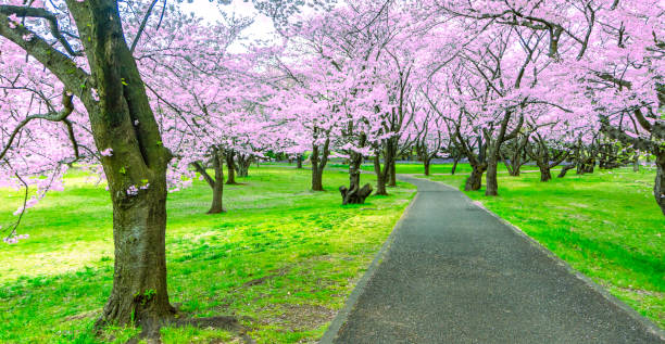 istock Walking path under the beautiful sakura tree or cherry tree tunnel in Tokyo, Japan 1132264298