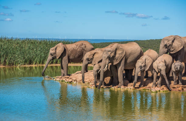 istock Elephant’s herd at water hole, South Africa 1132264412