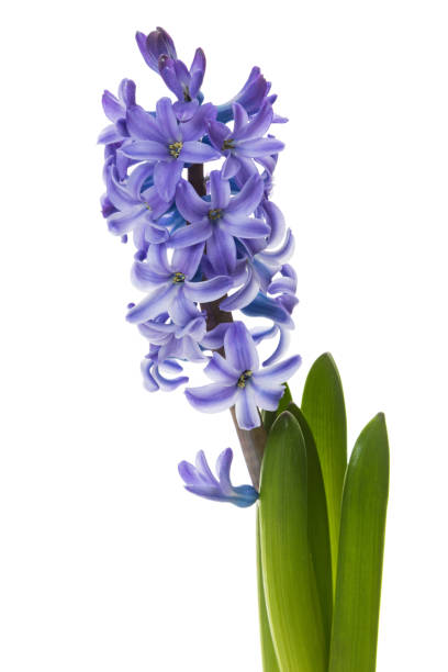 istock Common Hyacinth blossom closeup isolated 1132265158