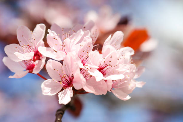istock Beautiful blooming flowers on tree branch 1132265408