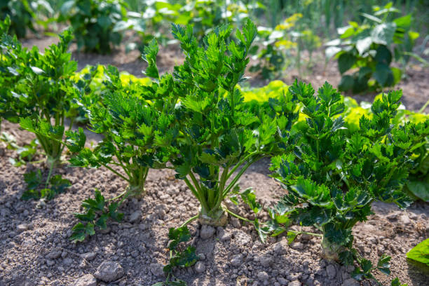istock Celerys Plant Green Bio Gardening Planting 1132265905