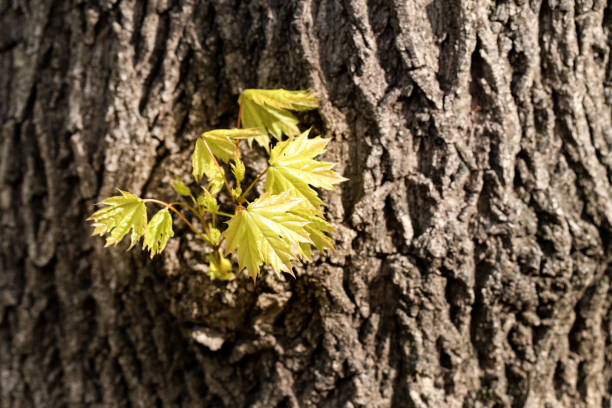 Background of tree bark texture and small branches with green leafs