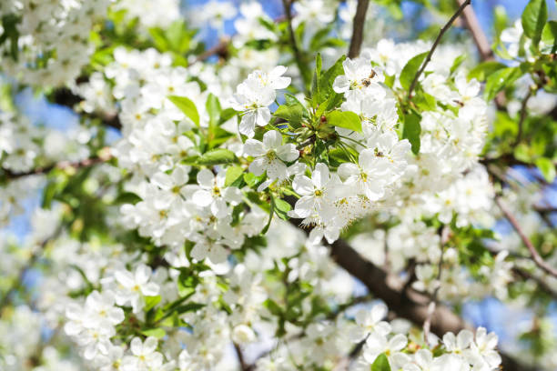 istock Beautiful blooming flowers on tree branch 1132266227
