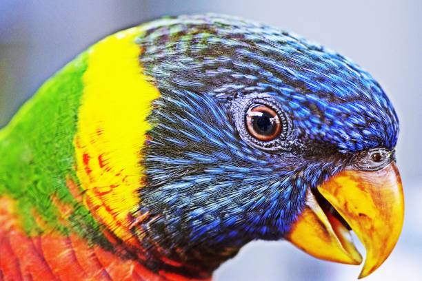 istock Closed up colorful bird. 1132268631