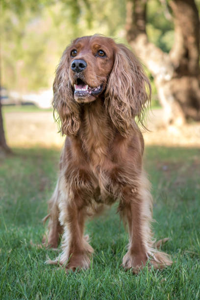 istock Golden spaniel dog posing in the park 1132269431