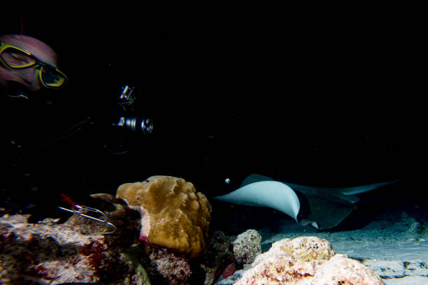 istock giant blackparsnip stingray fish 1132269440