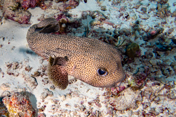 istock Giant oceanic Box puffer fish underwater portrait 1132269566
