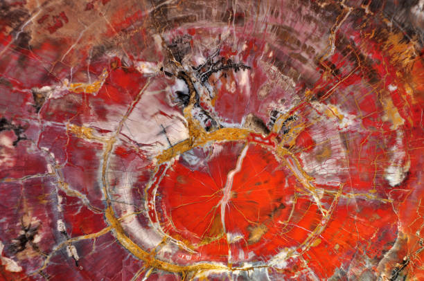 istock Petrified wood agglomerate 1132269688
