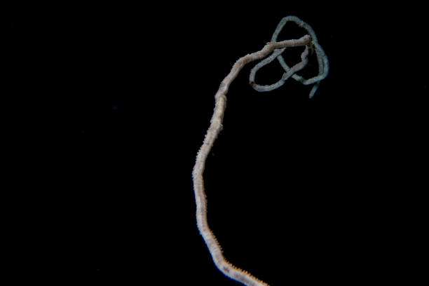 istock Rope coral in the black background juncella juncea in maldive 1132270725