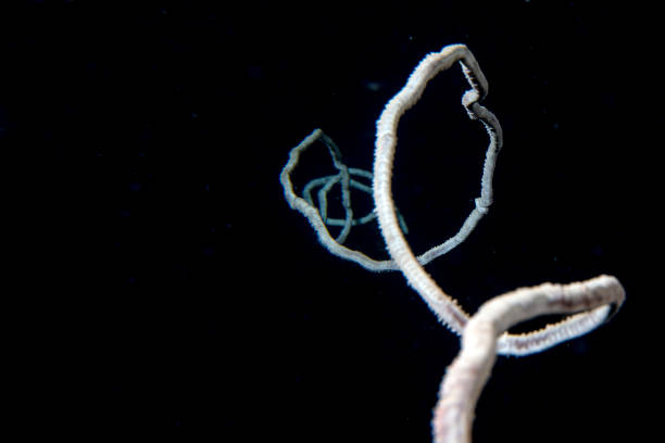 istock Rope coral in the black background juncella juncea in maldive 1132270754