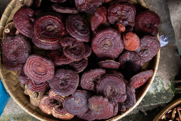istock Dried Lingzhi mushroom 1132271138