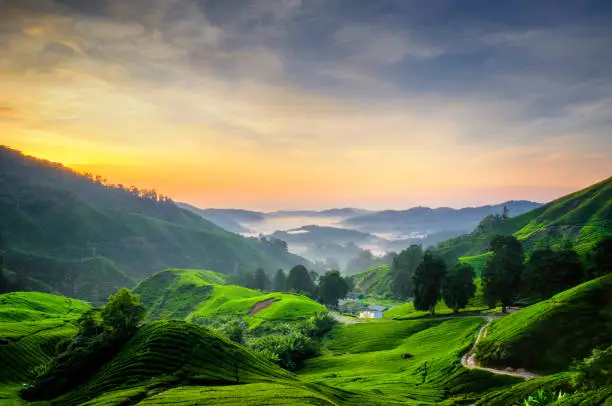 Nature composition, stunning sunrise over the Tea Plantation at Cameron Highlands, Malaysia