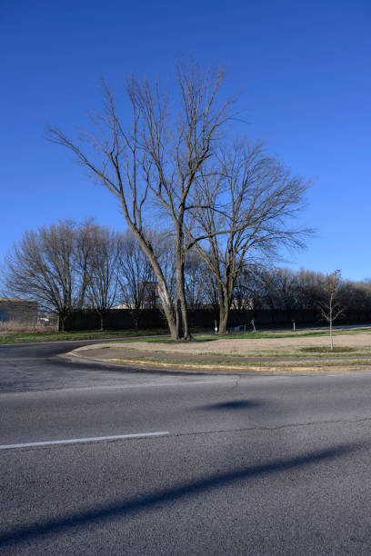 istock Dry trees in the winter on the road way 1132271578