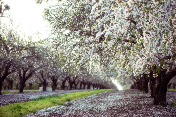 Rows of an almond tree in bloom. The trees are in full bloom. The whole ground is covered by beautiful blossoms which fell naturally from the trees.