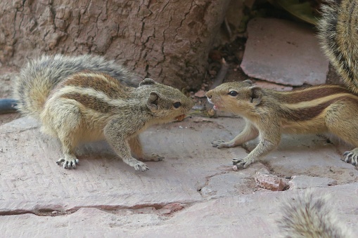Photo showing a pair of squabbling Indian palm squirrel or three-striped palm squirrel (Funambulus palmarum), pictured at the base of a tree fighting over a biscuit crumb in the Agra Fort gardens, Uttar Pradesh, India.