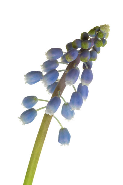 istock Muscari blossom closeup isolated 1132273227