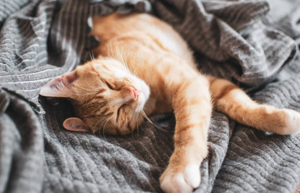 istock Cute little ginger kitten sleeping in gray blanket 1132274320