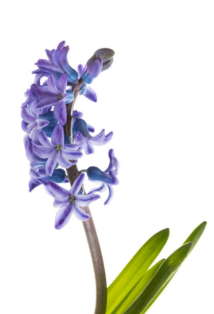 istock Hyacinth blossom macro isolated 1132274767