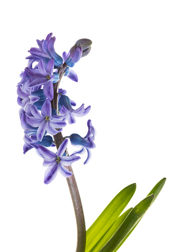 Macro of hyacinth blossom isolated on white background