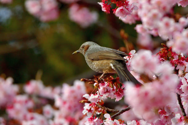 istock Cherry Blossom and Brown-eared Bulbul 1132275305