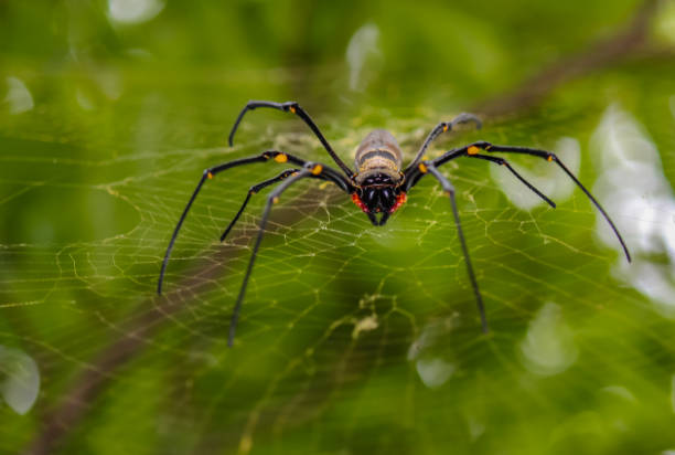istock giant spider in web, adventure travel rainforest australia 1132275476