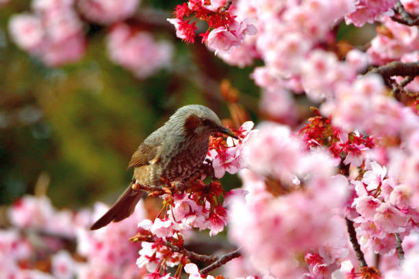 istock Cherry Blossom and Brown-eared Bulbul 1132275533