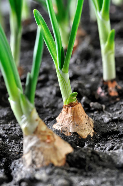 istock close-up of growing green onion 1132277866