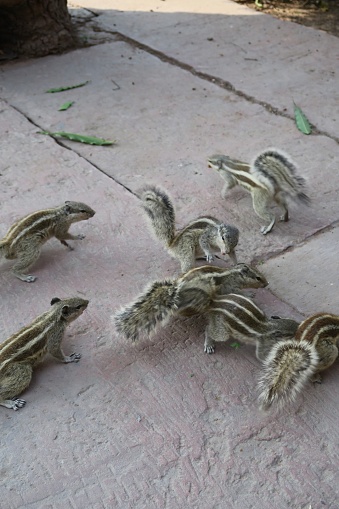 Photo showing a group (scurry) of squabbling Indian palm squirrel or three-striped palm squirrel (Funambulus palmarum), pictured at the base of a tree eating and fighting over a biscuit crumbs in the Agra Fort gardens, Uttar Pradesh, India.