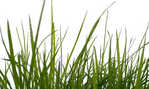 istock blades of grass against a white background 113228039