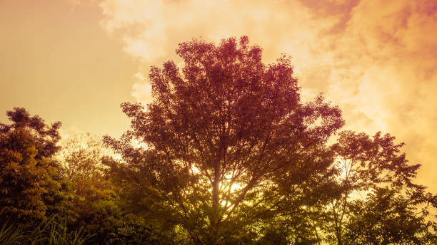 time lapse and hyper lapse video in orange and purple tone from sunrise behind big lone tree on morning time in clear sky