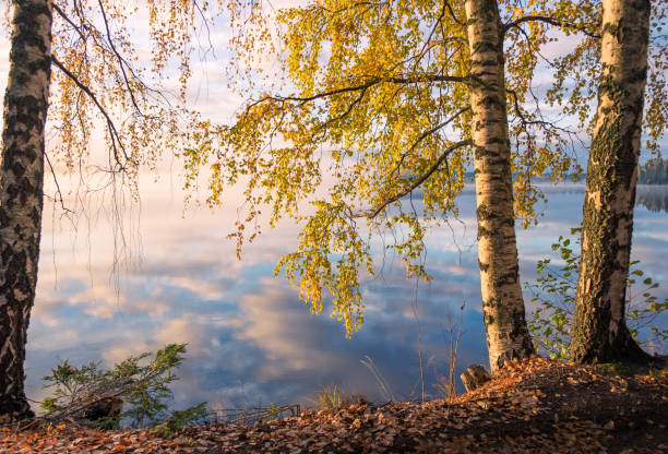 Photo of Scenic view of autumn landscape, fall colors trees, blue water, tree reflected in lake, seasons change, sunny morning, autumnal park, fall nature.
