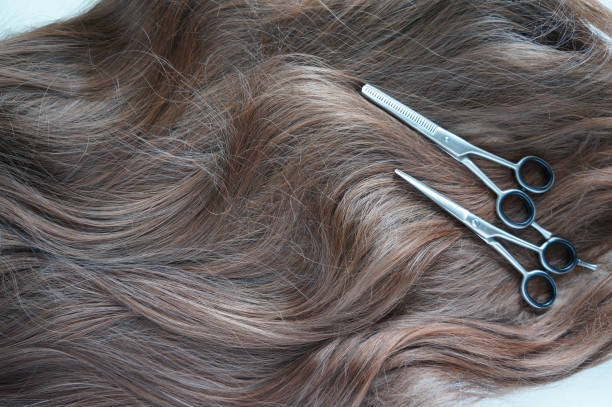 istock Long brown hair with scissors on close up on white background 1132281122