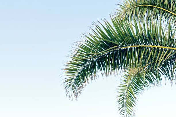 istock Palm leaves on blue sky with copy space 1132281243
