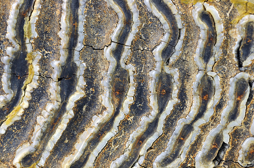Texture of Mammoth tooth. Closeup view.